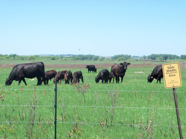 Cattle move across the Chippewa Prairie. Photo: © Joe Blastick