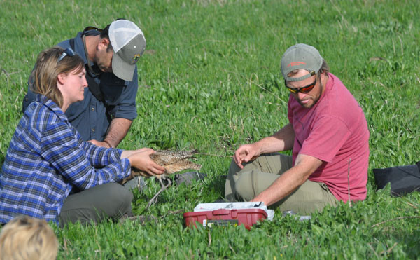 Researchers fit "Henrietta" the curlew with a radio transmitter. Photo: Marilynne Manguba/TNC