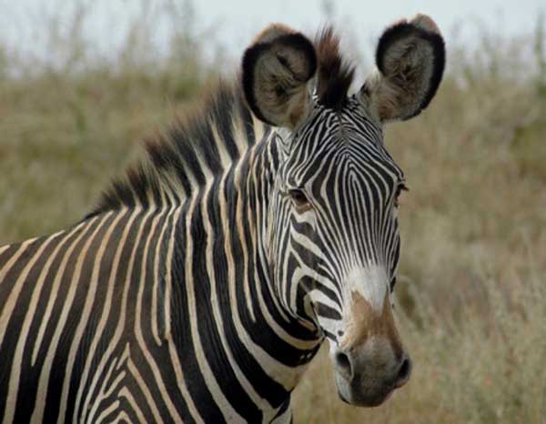 Locally-managed grasslands at the Lewa Wildlife Conservancy now support thriving wildlife, including Grevy’s zebra, and wildlife tourism helps support the community. Photo credit: © Bill Waldman.