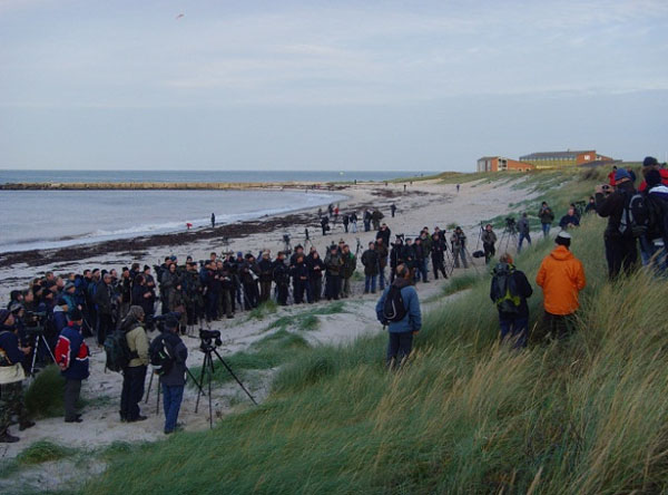 Birders gather at Heligoland, home of the world's first bird observatory. Photo: Joe Smith