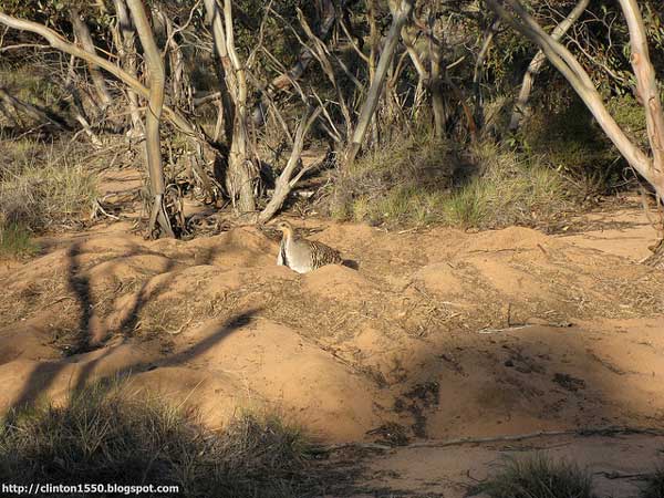 Malleefowl on its nest mound. Photo by Flickr user Clinton Phillips through a Creative Commons license.
