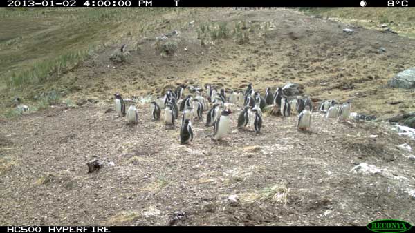 Penguins caught on a Penguin Watch camera trap. Photo courtesy of Penguin Watch.