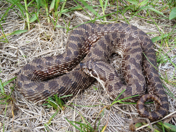 Plains hog-nosed snake. Photo: Jeff LeClere