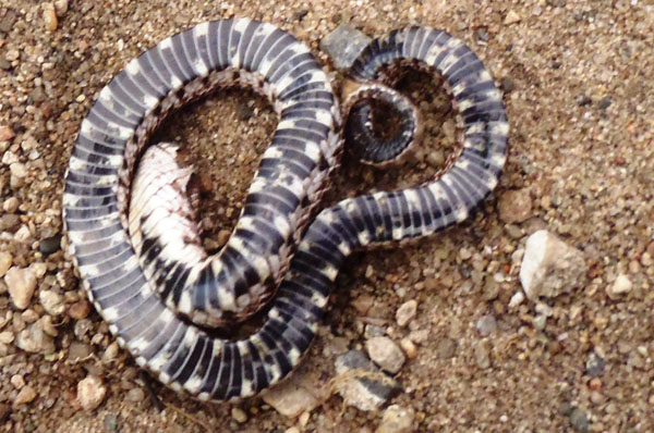 A plains hog-nosed snake plays dead. Photo: Jeff LeClere