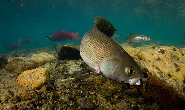 A grayling has to be at least 12 inches before it can successfully feed on shrews. Photo: © Jonny Armstrong