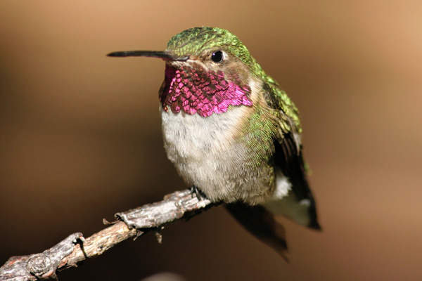 Southeastern Arizona is a paradise for hummingbird watchers who watch for species like the broad-tailed hummer. Photo: Diane Iverson