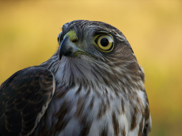 Sharp-shinned hawk. Photo: © Michael Wickens