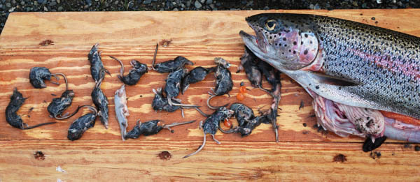 Last year's photo of a rainbow trout from Togiak National Wildlife Refuge with 20 shrews in its stomach. This is not as isolated an incident as many believe. Photo courtesty U.S. Fish & Wildlife Service