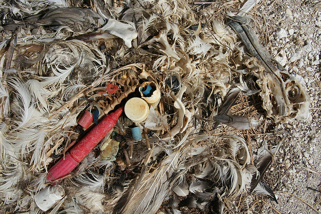 The remains of a Laysan Albatross chick that died from plastic ingestion. Photo by Flickr user Duncan through a Creative Commons license.