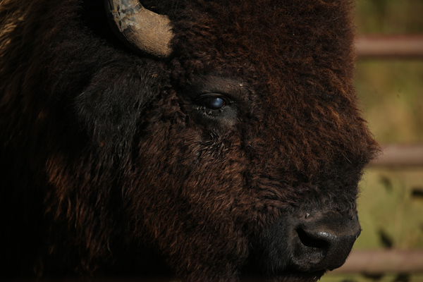 A bull bison dubbed "Chain Breaker" is now home on the range at Nachusa Grasslands in Illinois. Photo: © Ferran Salat Coll/TNC