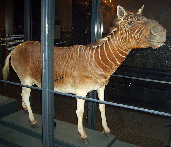 A quagga museum pecimen that was sampled for DNA. Photo: Wikimedia user FunkMonk under a Creative Commons license.