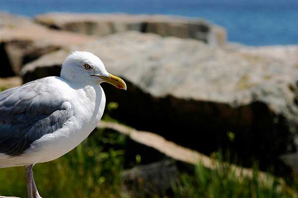 A sea gull peers over the rocks at Schoodic Point. Photo © justinrussell/Flickr.