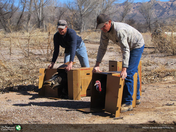 Reintroducing Gould's turkeys to Arizona's Aravaipa Canyon in 2012. Photo: © Mark Haberstich/TNC
