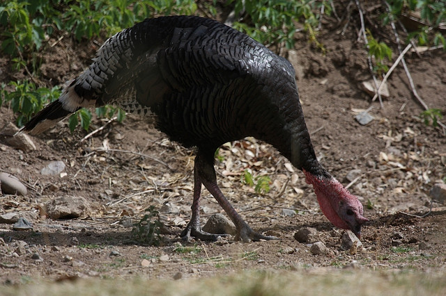 A Gould's turkey, one of five subspecies of the American wild turkey. Photo: Andy Jones under a Creative Commons license.