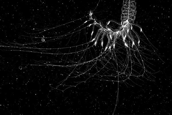 Physonect siphonophore. Image © Jessica Luo / Cowen Lab / Plankton Portal.