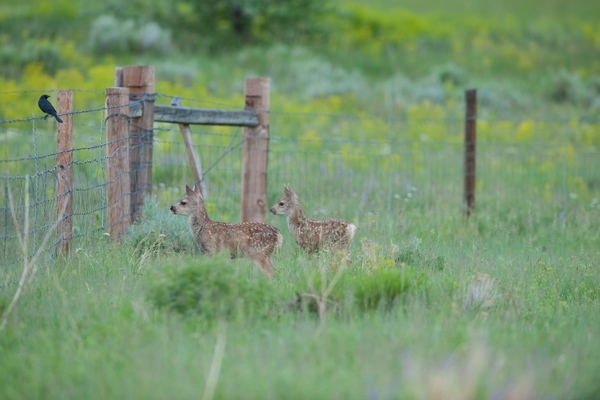 Fences may look innocuous, but they can be deadly for mule deer and other wildlife. Photo: © Scott Copeland