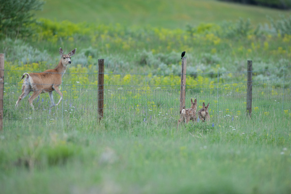 Mule deer face numerous obstacles on their migrations, including lots of fences. Photo: © Scott Copeland