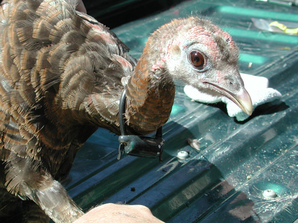 A turkey is prepared for release in Georgia. Photo: Georgia Wildlife Resources Division