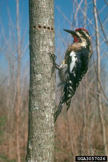Natural woodpecker foraging, such as these this line of shallow holes created by a yellow-bellied sapsucker, is not considered a sign of invasive insects or diseases. Photo © James Solomon, USDA Forest Service, Bugwood.org