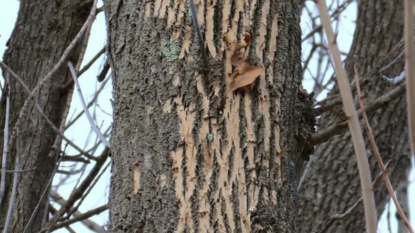 Stripping of ash bark by woodpeckers while seeking emerald ash borer larvae; this foraging damage is called “blonding." Photo: Jennifer Forman Orth, MDAR.
