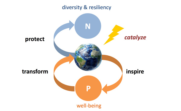 Figure 3. A virtuous cycle framework for conservation, in which conservation strategies are designed to catalyze actions that inspire people (e.g., by demonstrating the relevance of conservation to their well-being) to transform the way we interact with nature (e.g., through policy and practices) in order to protect the diversity of life on Earth. 
