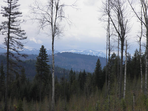 The forest of North Idaho. Photo: Matt Miller/TNC
