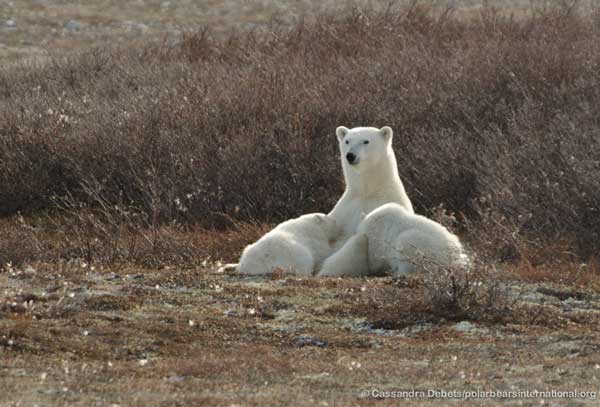 A polar bear nurses her cubs. Photo © Cassandra Debets/PBI.