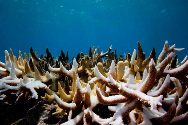 Staghorn coral showing signs of bleaching. Photo: Ian Shive.