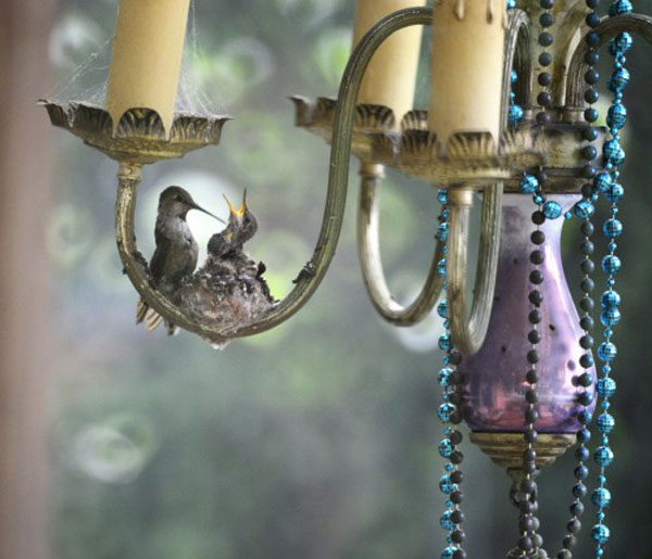 Hummingbirds nesting in a patio chandelier. Photo by Lydia D'moch for the CUBs Funky Nests in Funky Places 2014 competition.