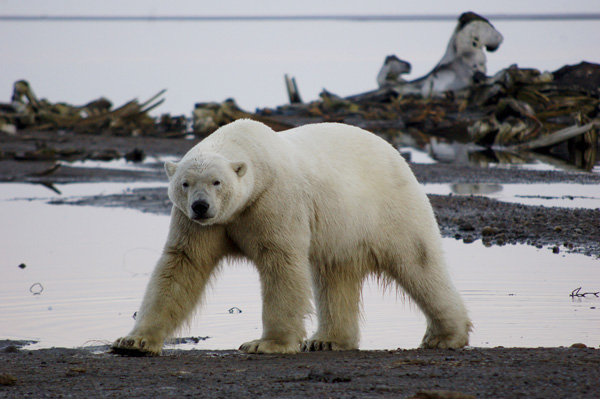 Should we move this bear to Antarctica? Photo: © M Sanjayan/TNC