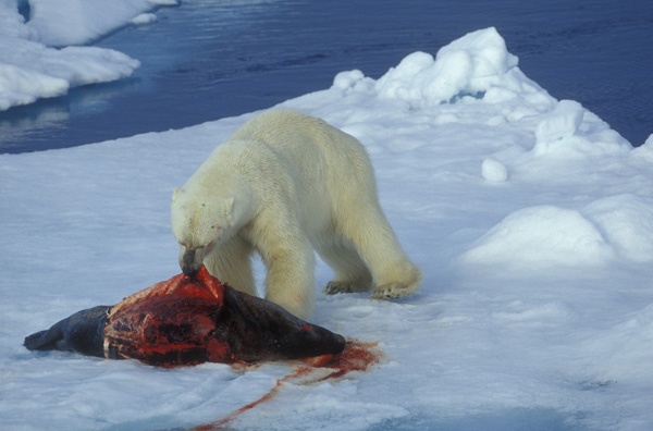 An inescapable fact: polar bears need sea ice. Photo: ©Robert M. Griffith