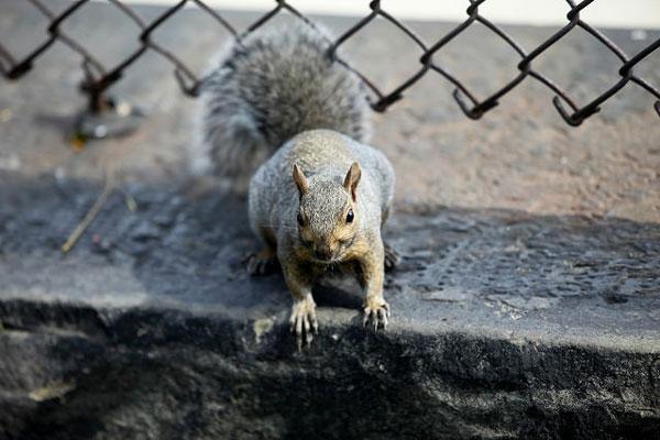 A squirrel in Chicago. Photo © Alex Szymanek/Flickr.