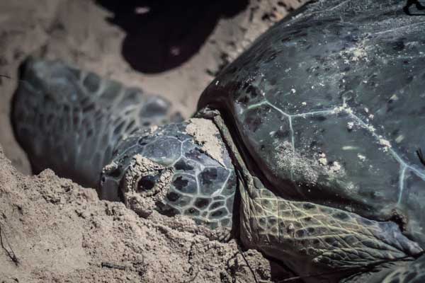 Close-up of a sea turtle on the beach of St. Croix. Photo © Marjo Aho.