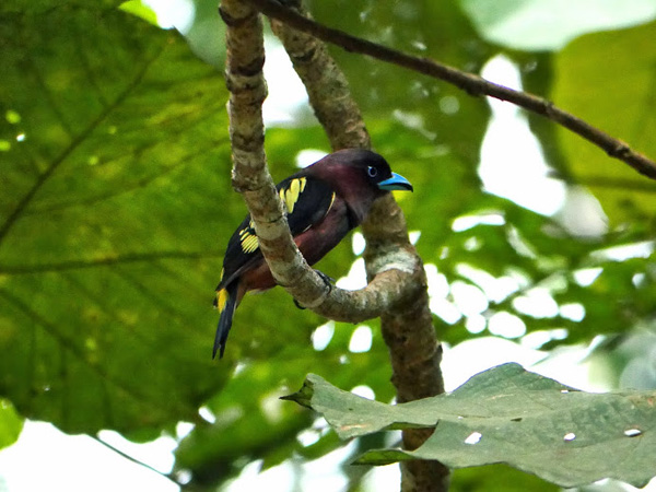 Banded Broadbill, another bird of the Singapore forest. Photo: © Tim Boucher
