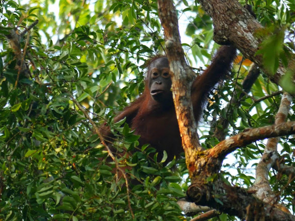 Orangutan. Photo: © Tim Boucher