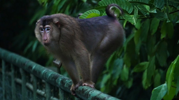 A pig-tailed macaque on the suspension walkway at Sepilok. Photo: © Tim Boucher