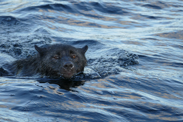 The ability of wolves to swim is well documented. Photo: © Kris Larson