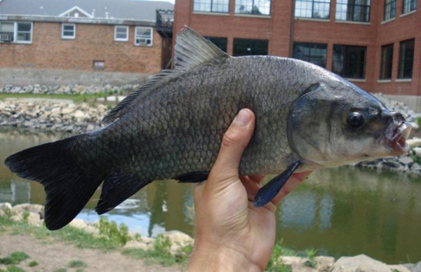 This is NOT a carp. It's a bigmouth buffalo. And it's native. Photo: © Ben Cantrell