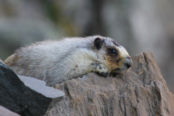 Hoary marmot. Photo: Matt Miller/TNC