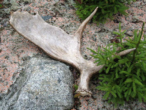 A moose shed would be a top find for many shed enthusiasts. Photo: © Bruce Kidman/TNC