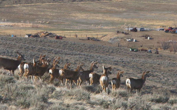 As winter range is developed, mule deer face numerous threats. Photo: ©Joe Kiesecker