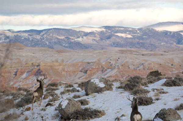 Following mule deer bucks causes them to burn the calories they need to survive. Photo: © Scott Copeland