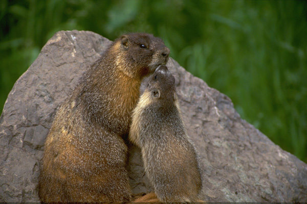 A yellow-bellied marmot with young. Photo: © Elinor Osborn