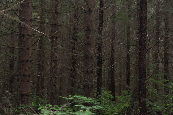 Dense, uniform stands of forest are impossible for even a deer to traverse. Photo: Matt Miller/TNC