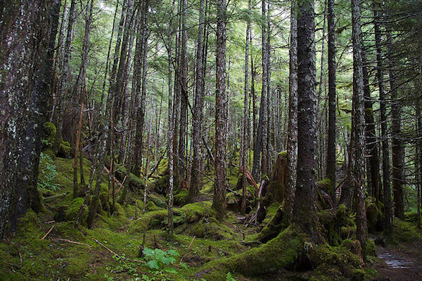 The northwest coastal temperate rainforest. © Giant Ginkgo / Flickr