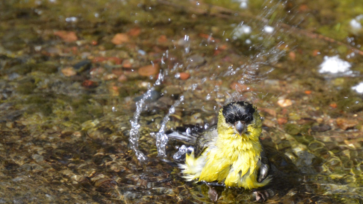 yellow bird splashing in water