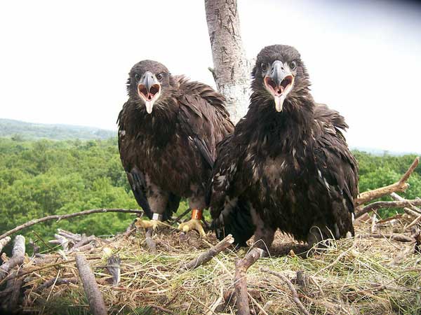 Older eaglets in West Newbury, Massachusetts. Photo © Massachusetts Office of Energy and Environmental Affairs / Flickr
