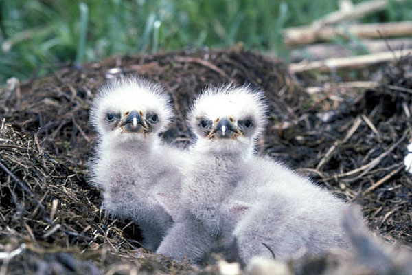 Young eaglets in the nest. Photo © Dave Menke, USFWS / Flickr