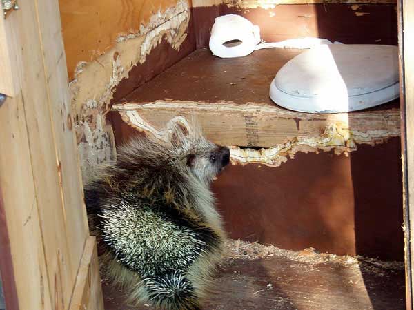A porcupine finds a salty snack = plywood + urine. Photo by Education Specialist/Flickr through a Creative Commons license.