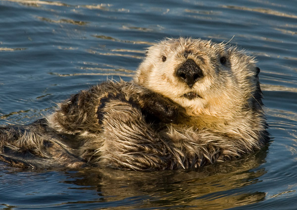 Sea otter. Photo: © Joe Tomoleoni